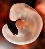 6 неделя беременности. Эмбриону 27 дней